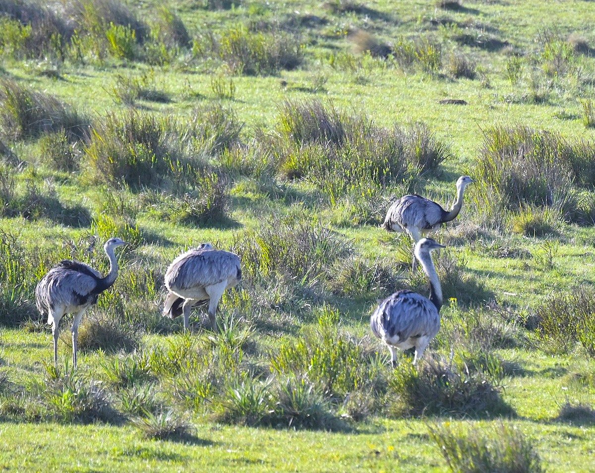 Greater Rhea - ML642597203