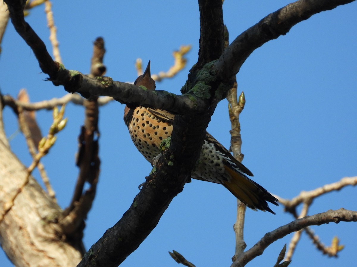 Northern Flicker - ML642597215