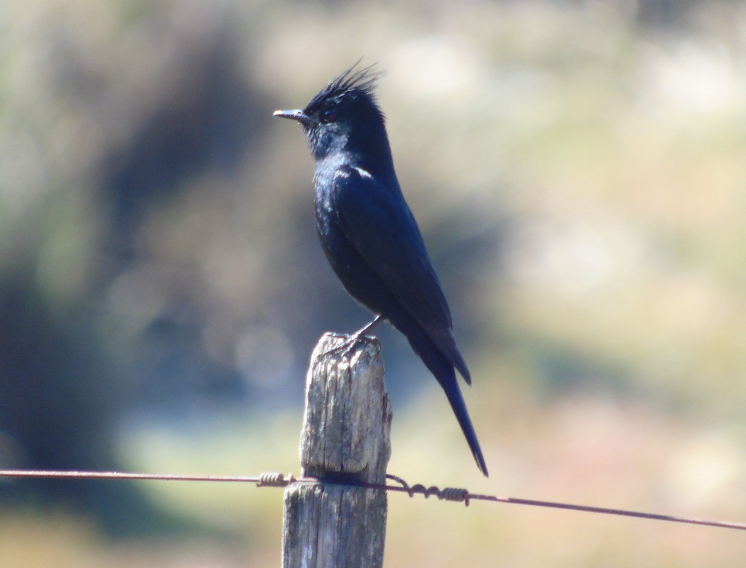 Crested Black-Tyrant - ML642597222