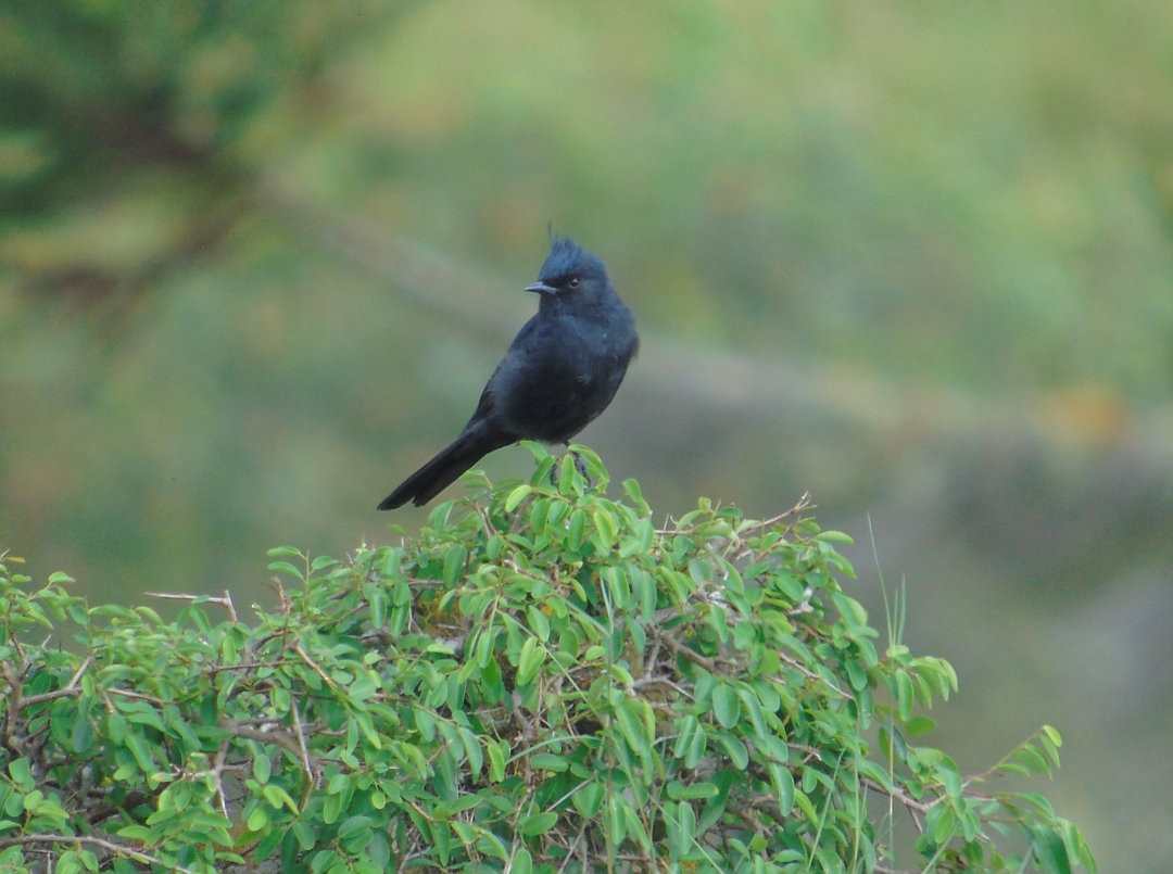 Crested Black-Tyrant - ML642597248