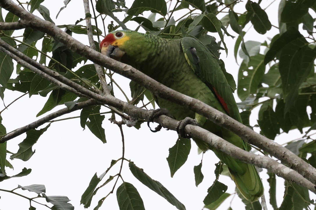 gulkinnamazon - ML642597261
