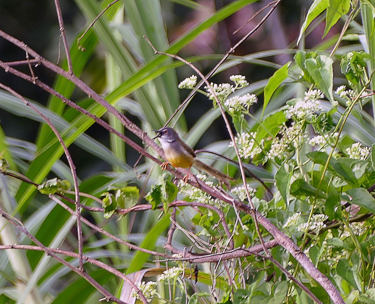 Yellow-bellied Prinia - ML642597281