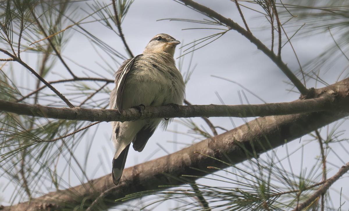 Pied Triller - ML642597295