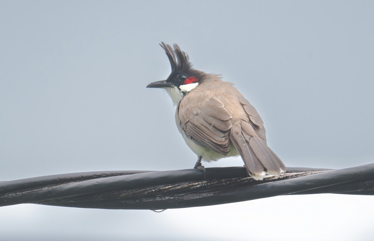 Bulbul orphée - ML642597309