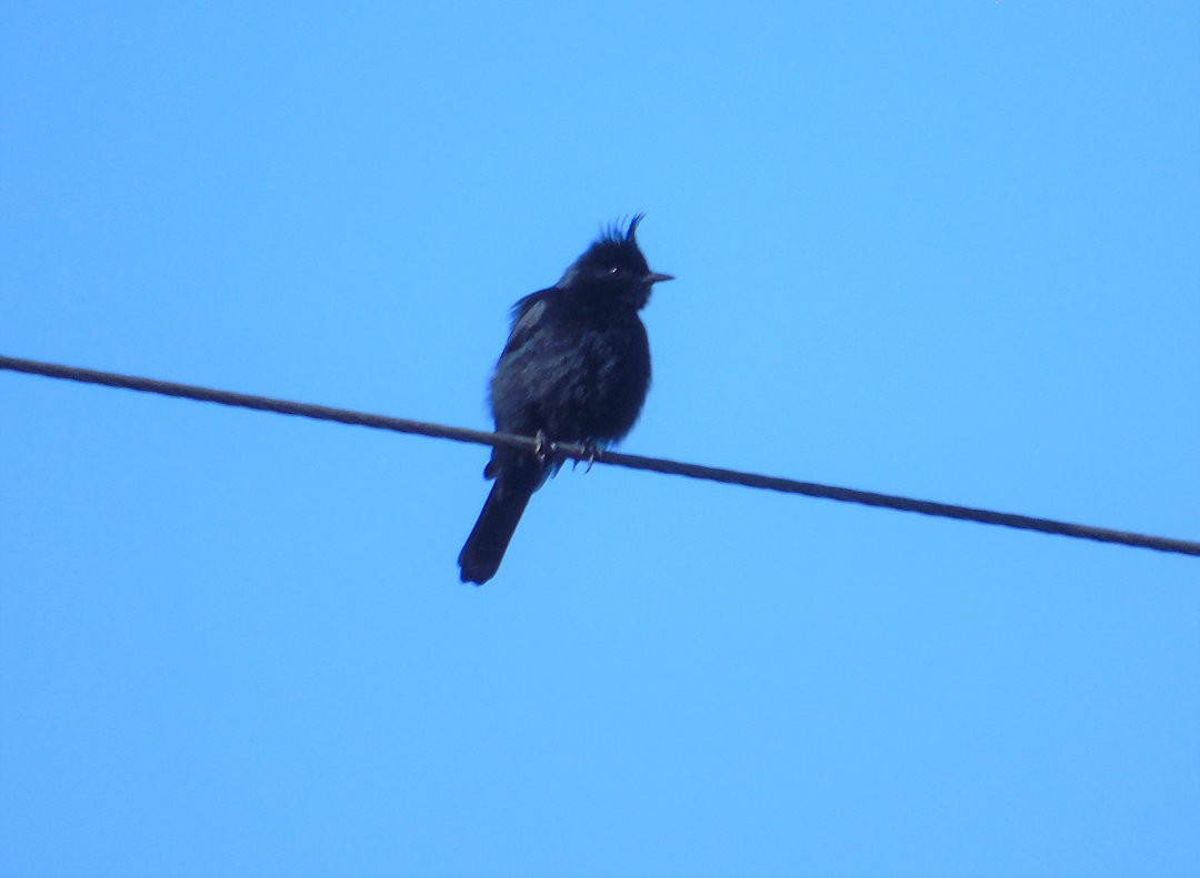 Crested Black-Tyrant - ML642597312