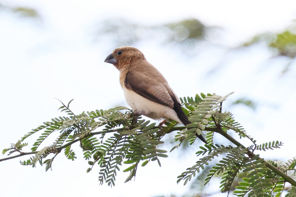 African Silverbill - ML642597318
