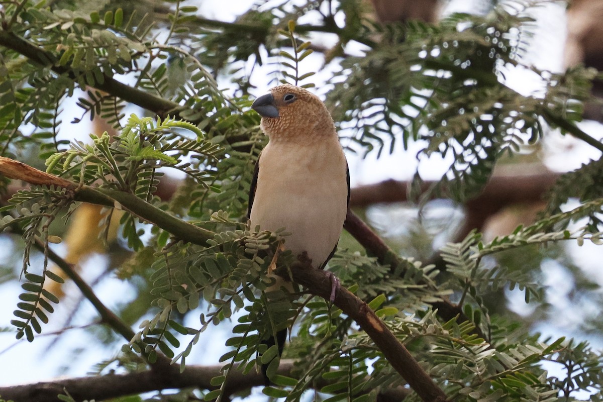 African Silverbill - ML642597319