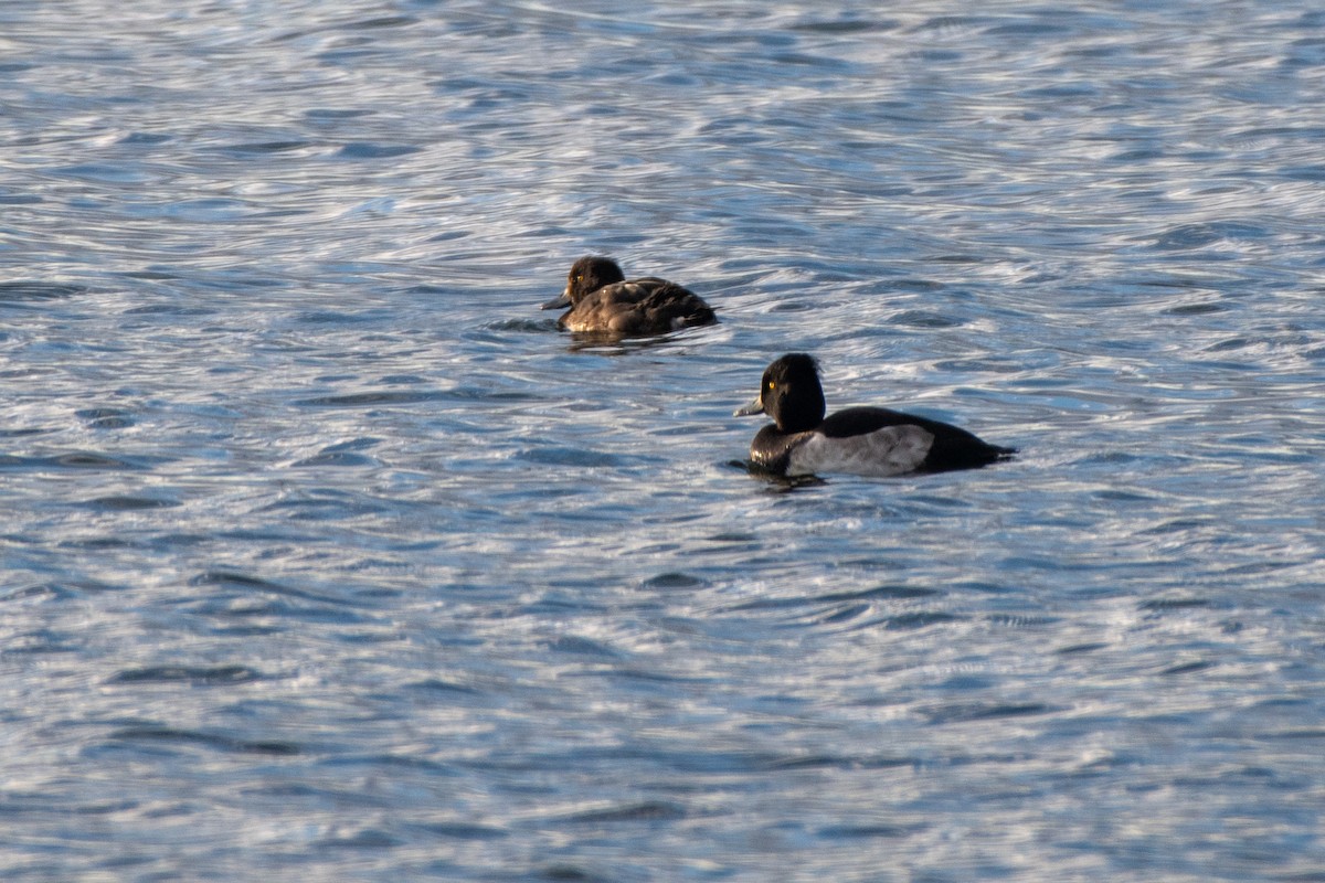 Tufted Duck - ML642597321