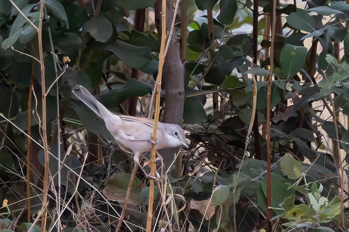 Шөвгөр зэржгэнэ - ML642597333