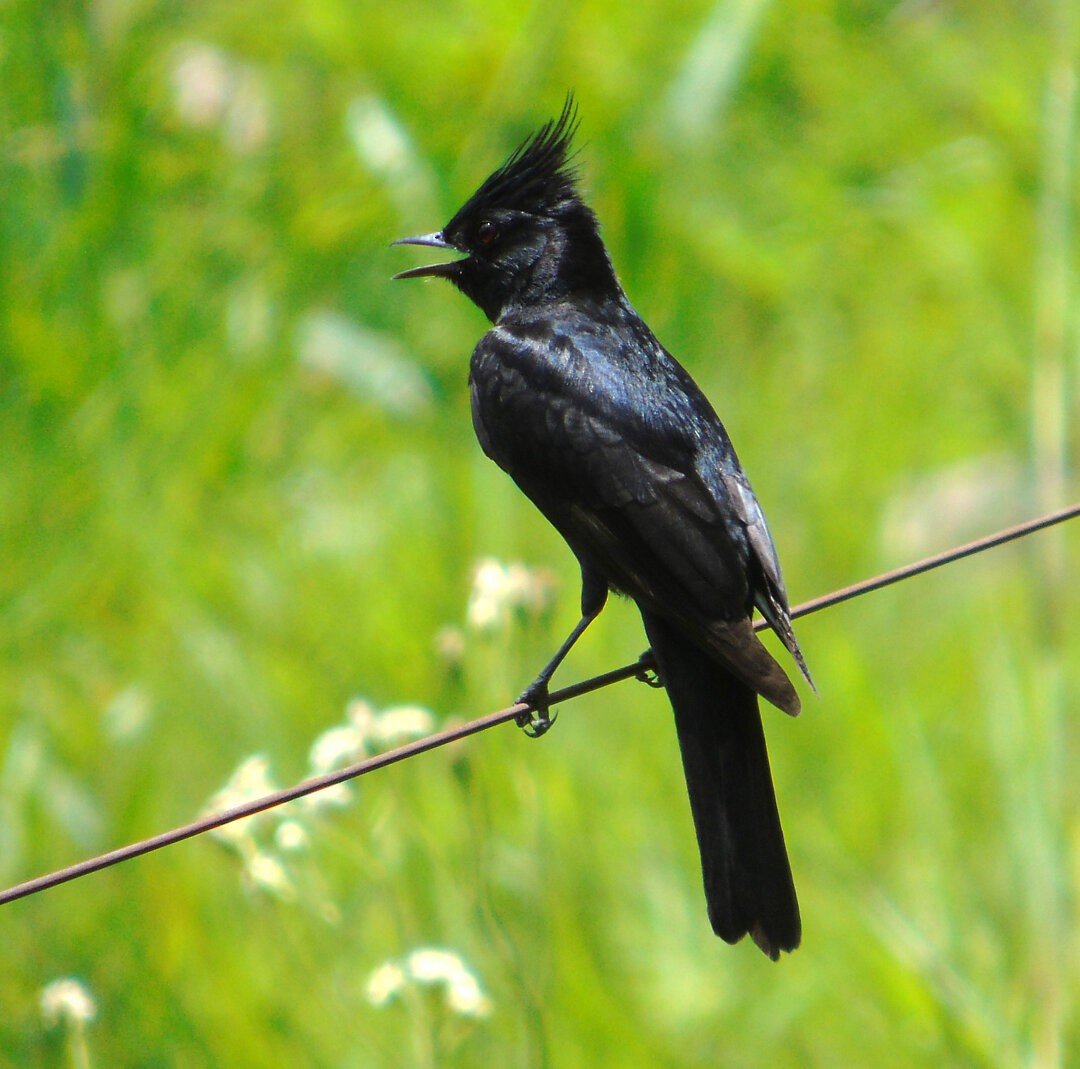 Crested Black-Tyrant - ML642597349