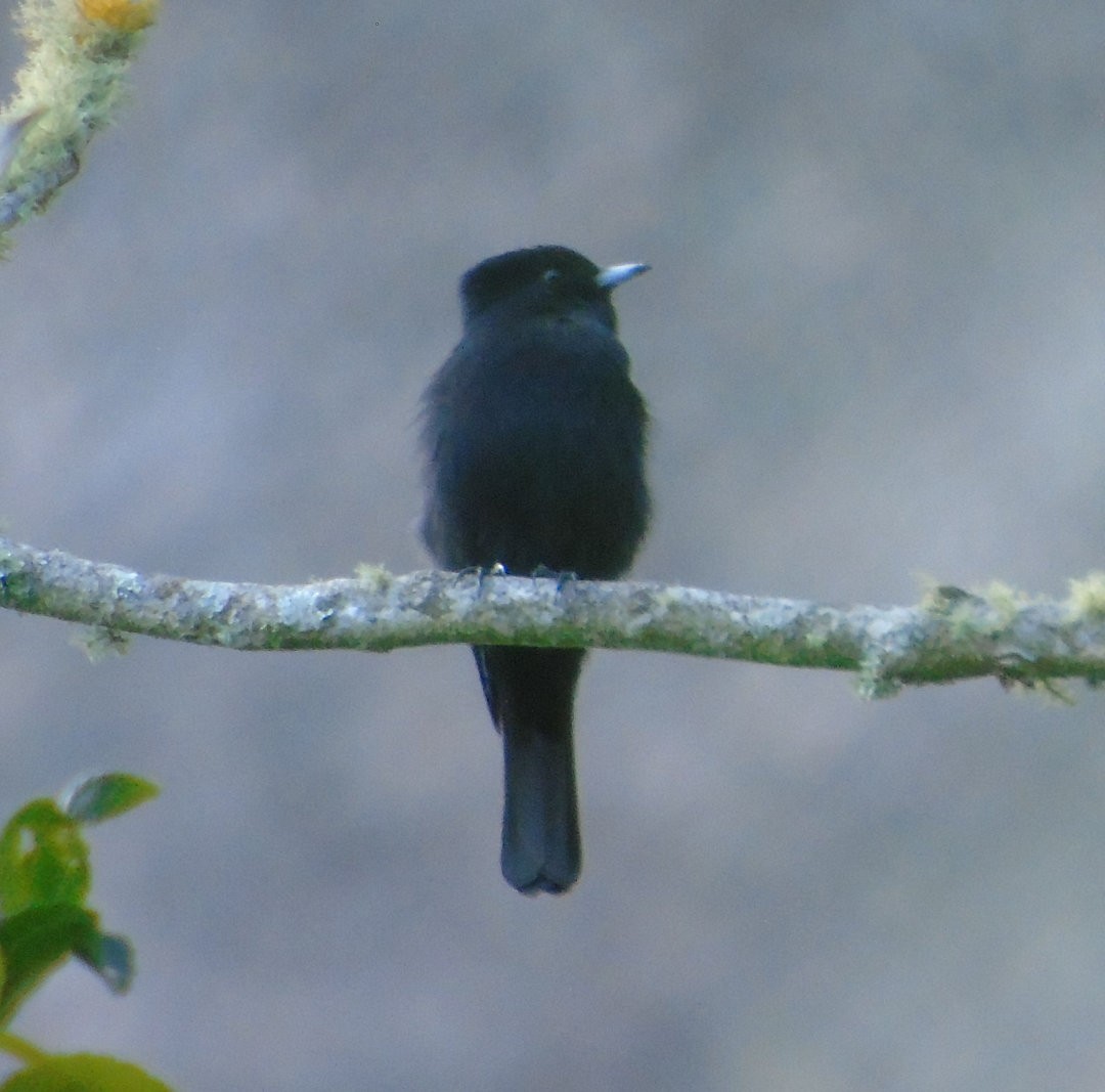 Velvety Black-Tyrant - ML642597393