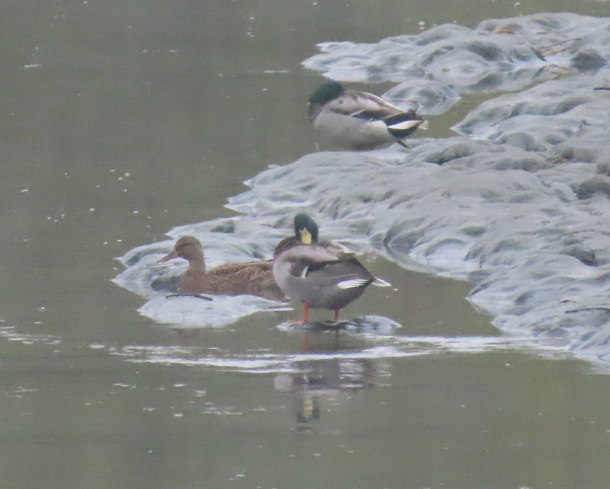 Mallard - ML642597400