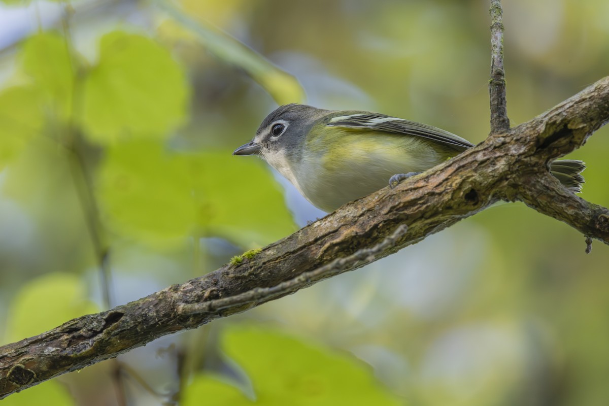 Blue-headed Vireo - ML642597426