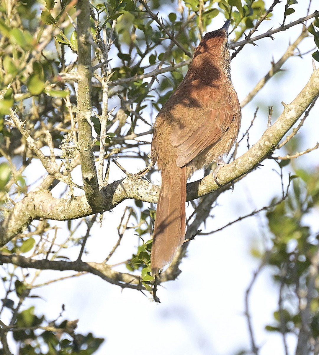 ムネアカアレチカマドドリ - ML642597443