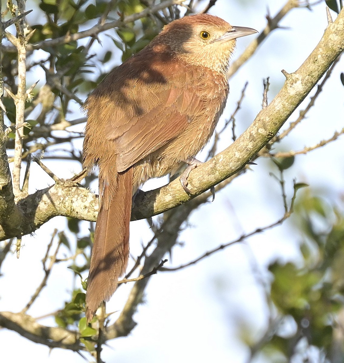 ムネアカアレチカマドドリ - ML642597444