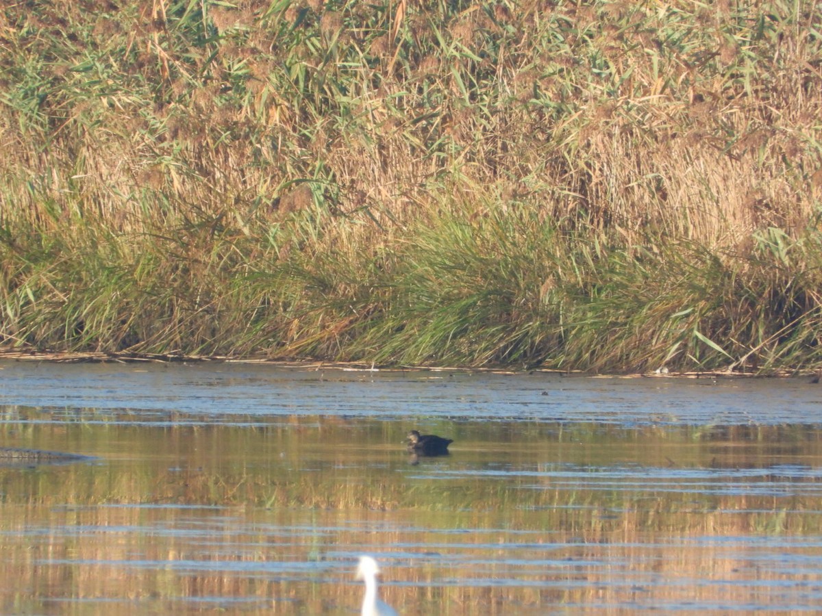 American Black Duck - ML642597446