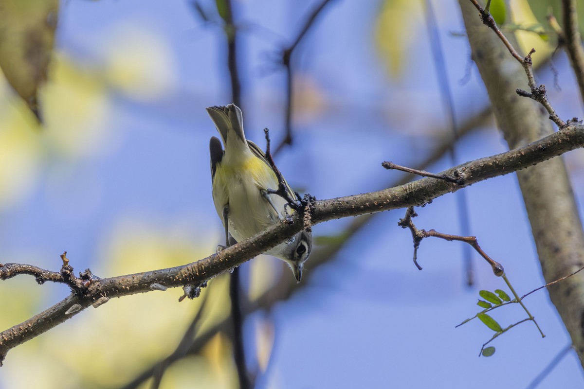 Blue-headed Vireo - ML642597458