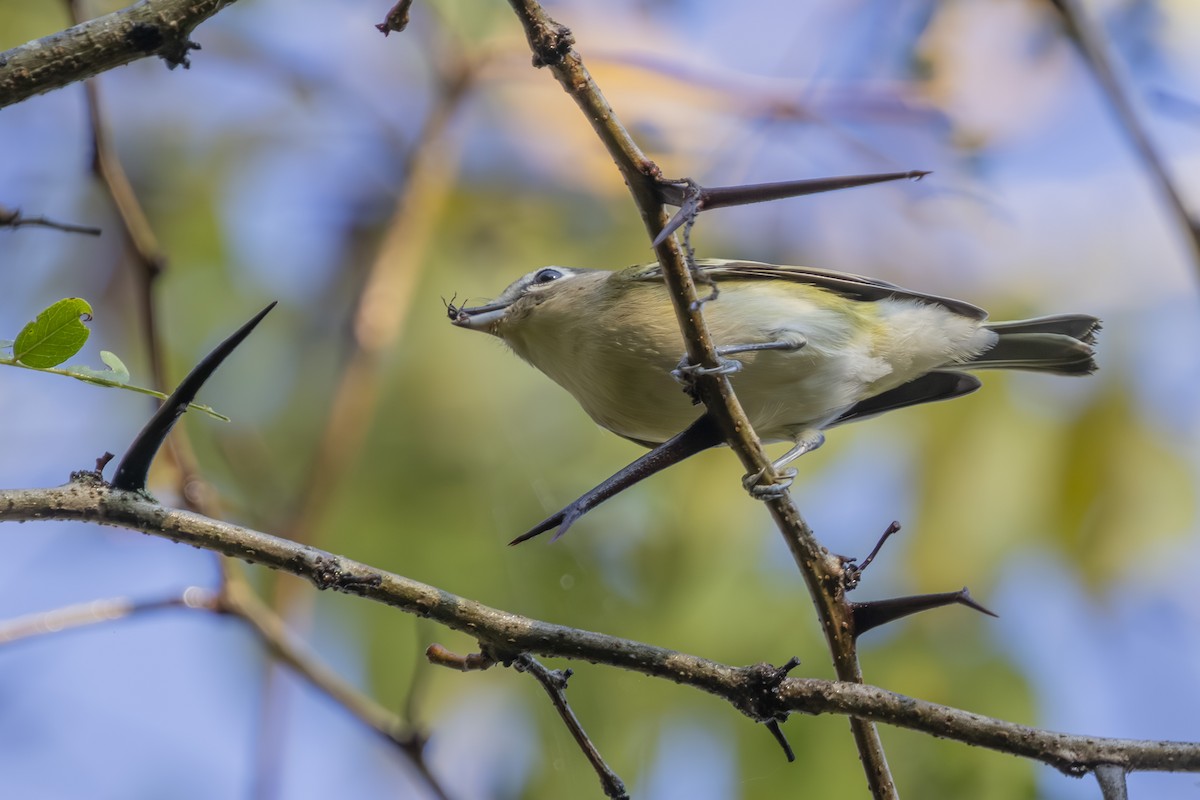 Blue-headed Vireo - ML642597459