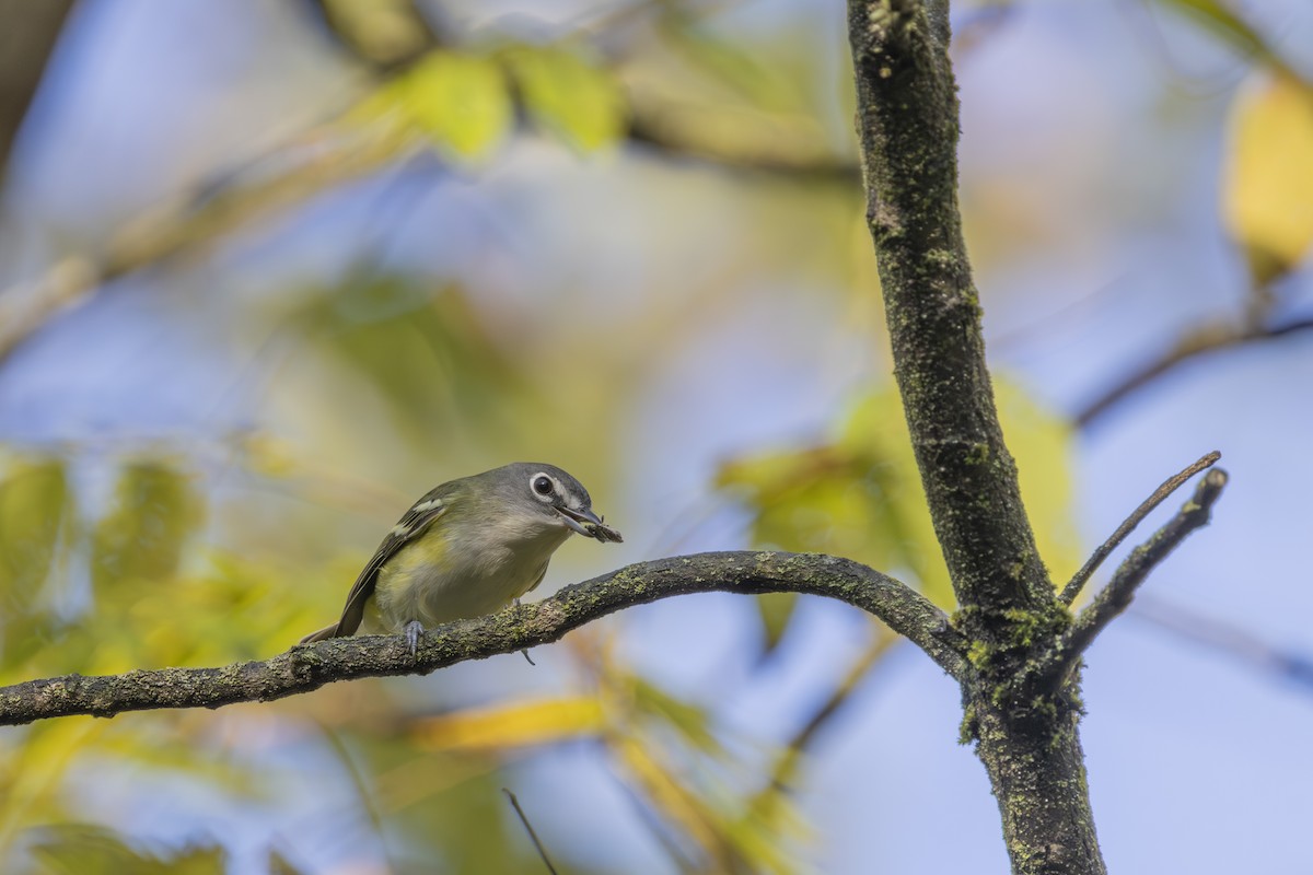 Blue-headed Vireo - ML642597461