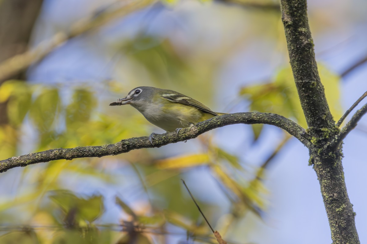 Blue-headed Vireo - ML642597462
