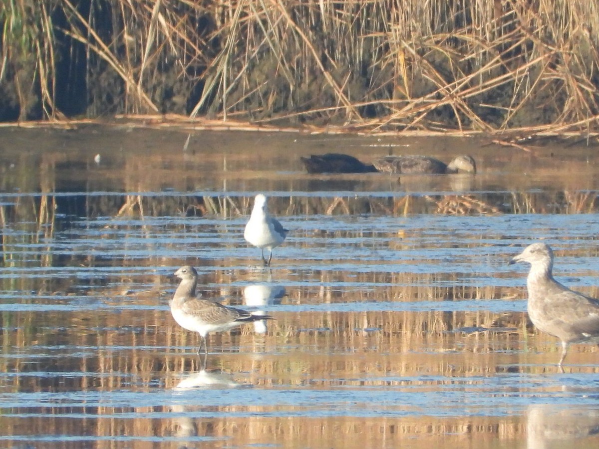 Laughing Gull - ML642597481
