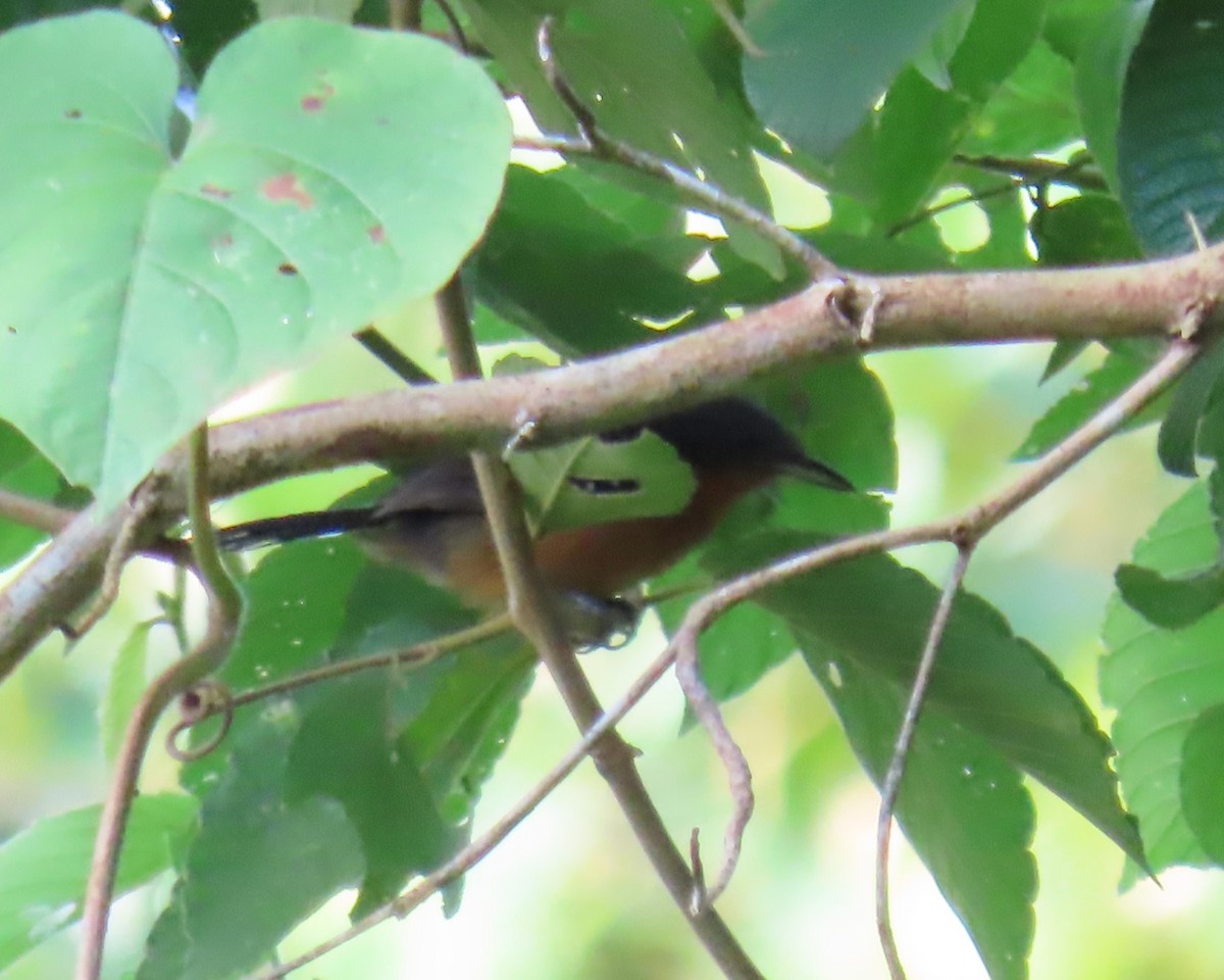 Dot-winged Antwren - ML642597484