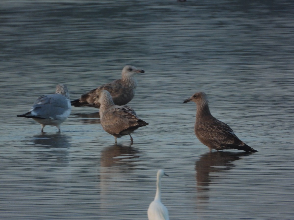 American Herring Gull - ML642597490
