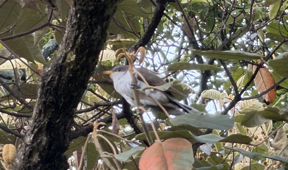 Yellow-billed Cuckoo - ML642597491