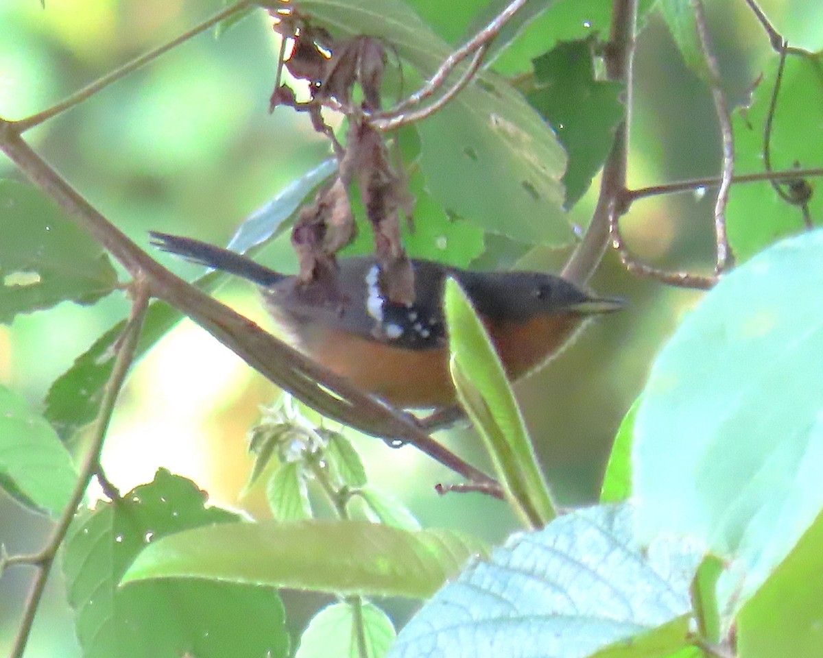 Dot-winged Antwren - ML642597495