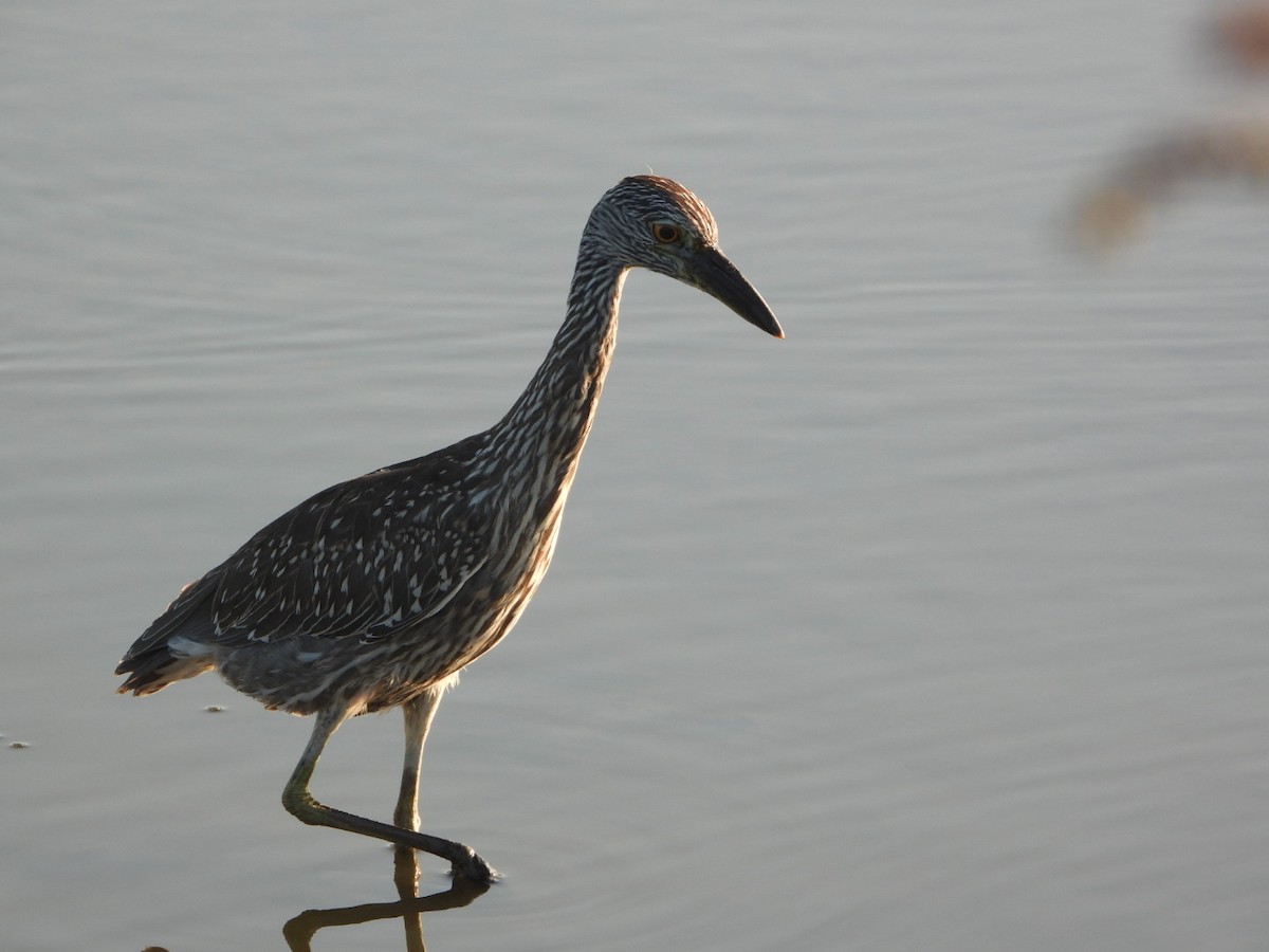 Yellow-crowned Night Heron - ML642597496