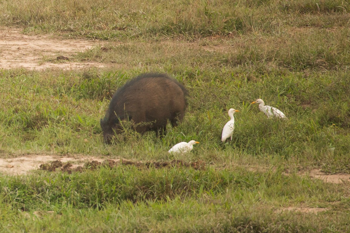 Yellow-billed Egret - ML642597532