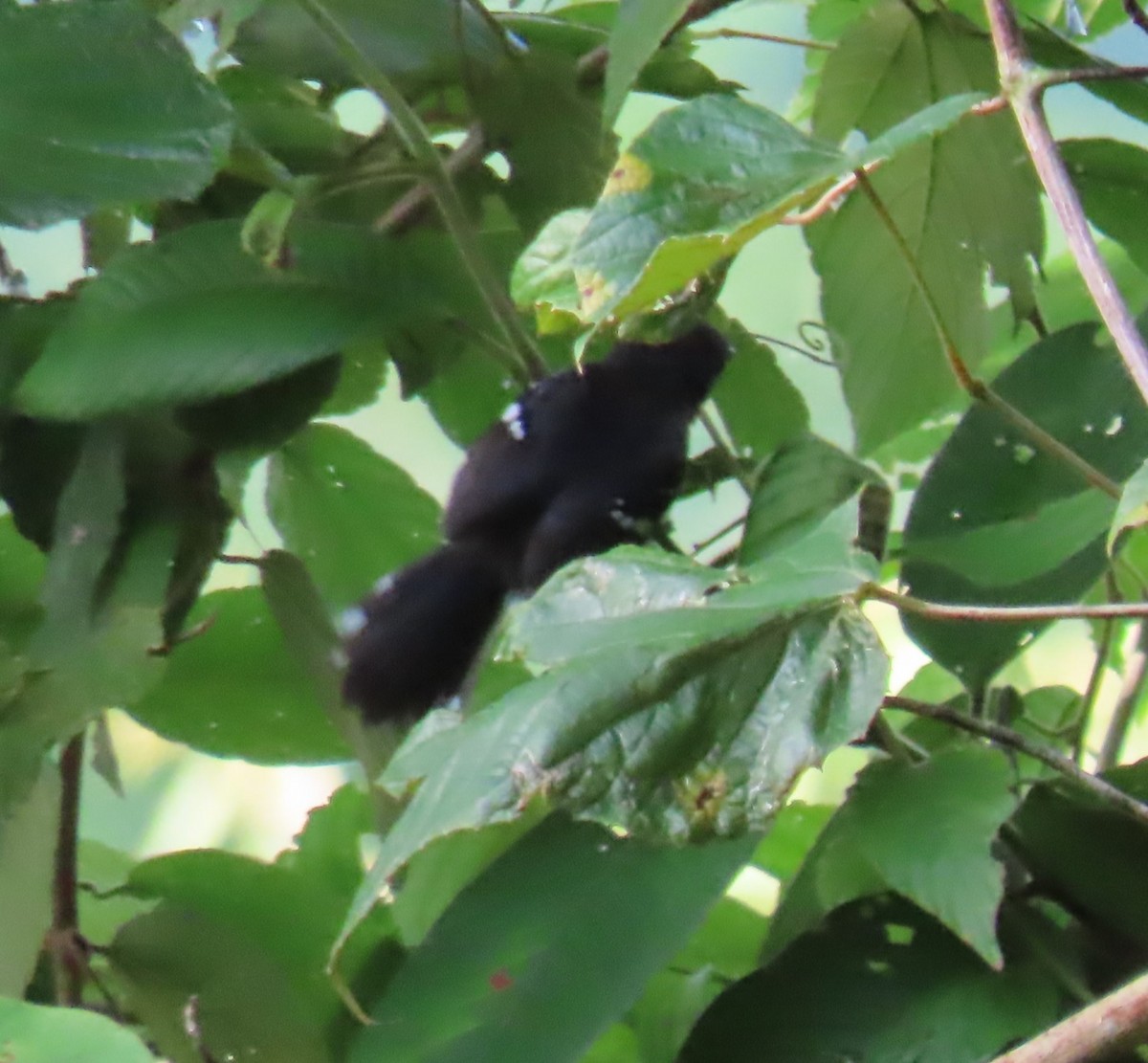 Dot-winged Antwren - ML642597544