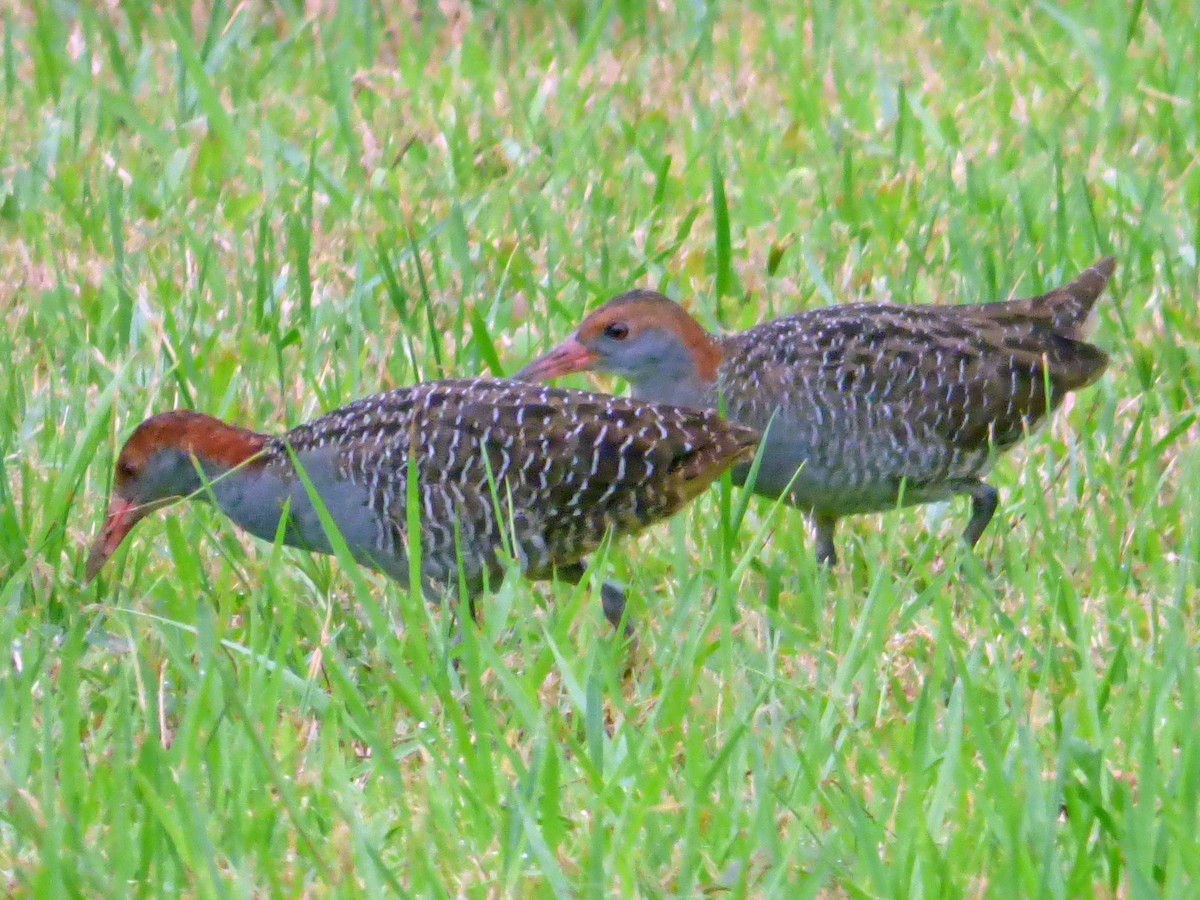 Râle strié - ML642597547