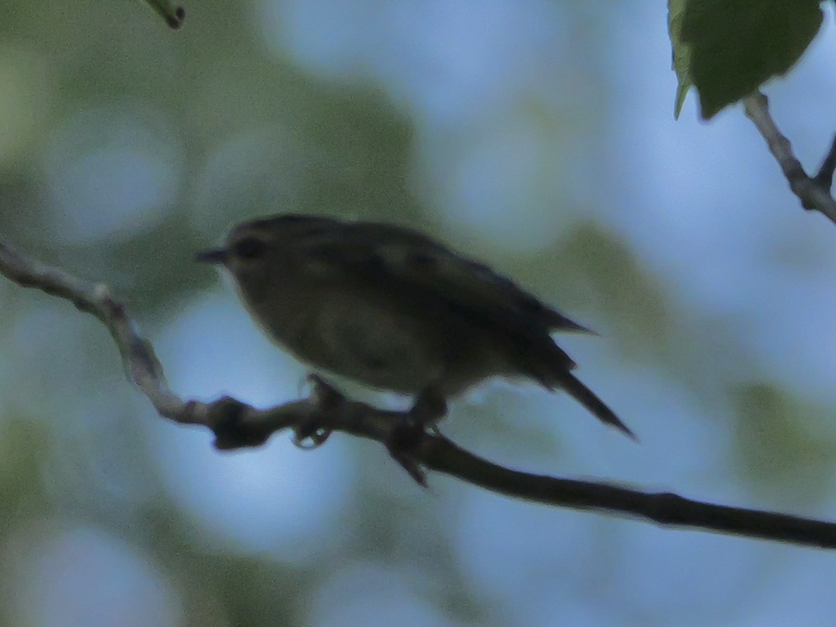 Golden-crowned Kinglet - ML642597561