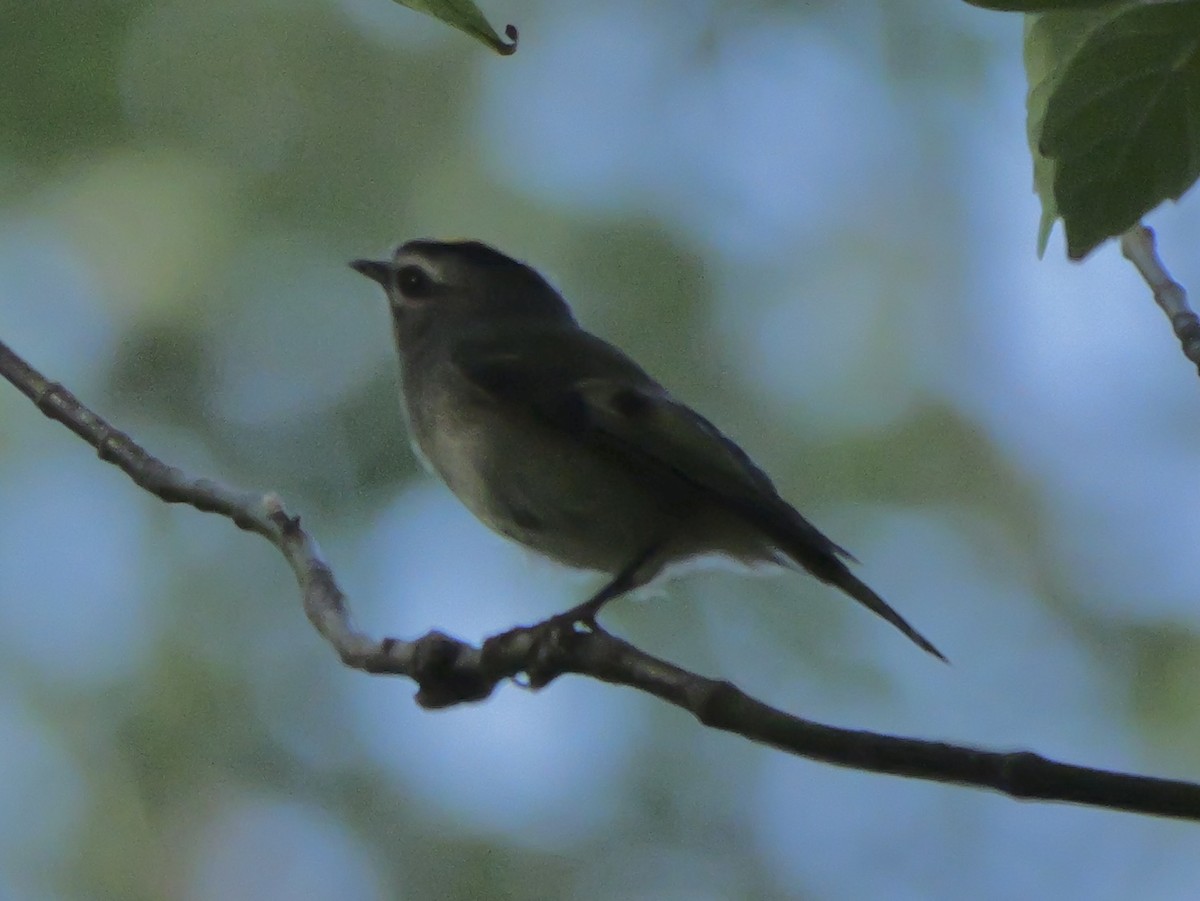 Golden-crowned Kinglet - ML642597562
