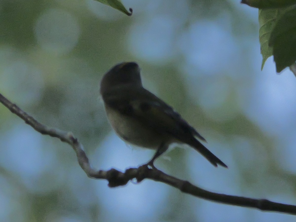 Golden-crowned Kinglet - ML642597563