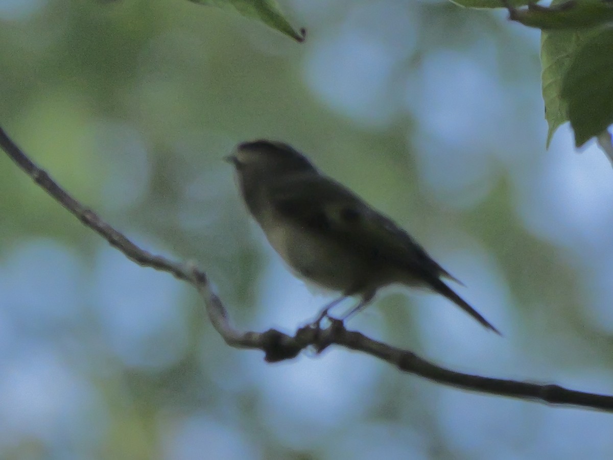 Golden-crowned Kinglet - ML642597564