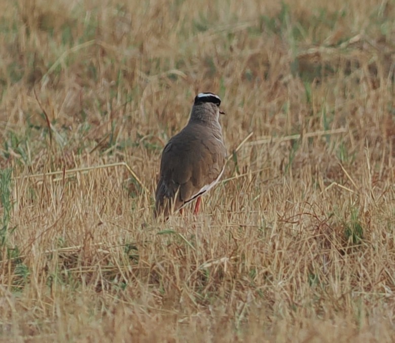 Crowned Lapwing - ML642597602