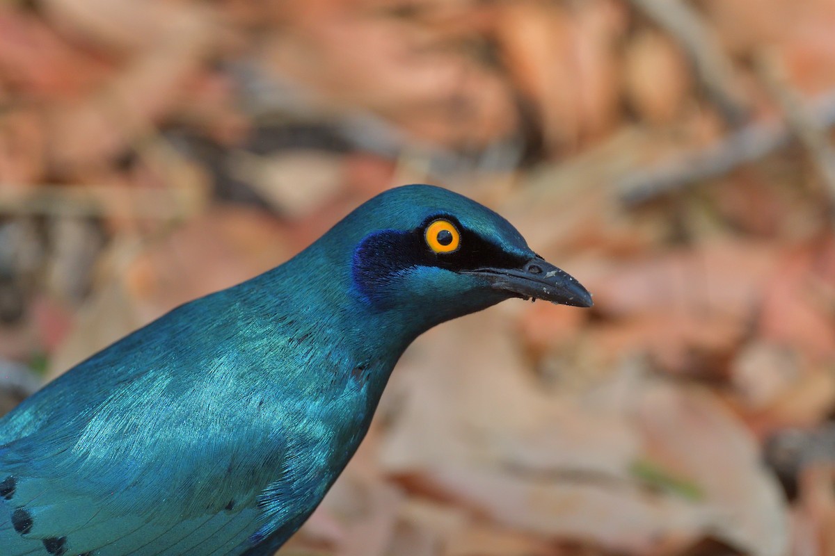 Greater Blue-eared Starling - ML642597613