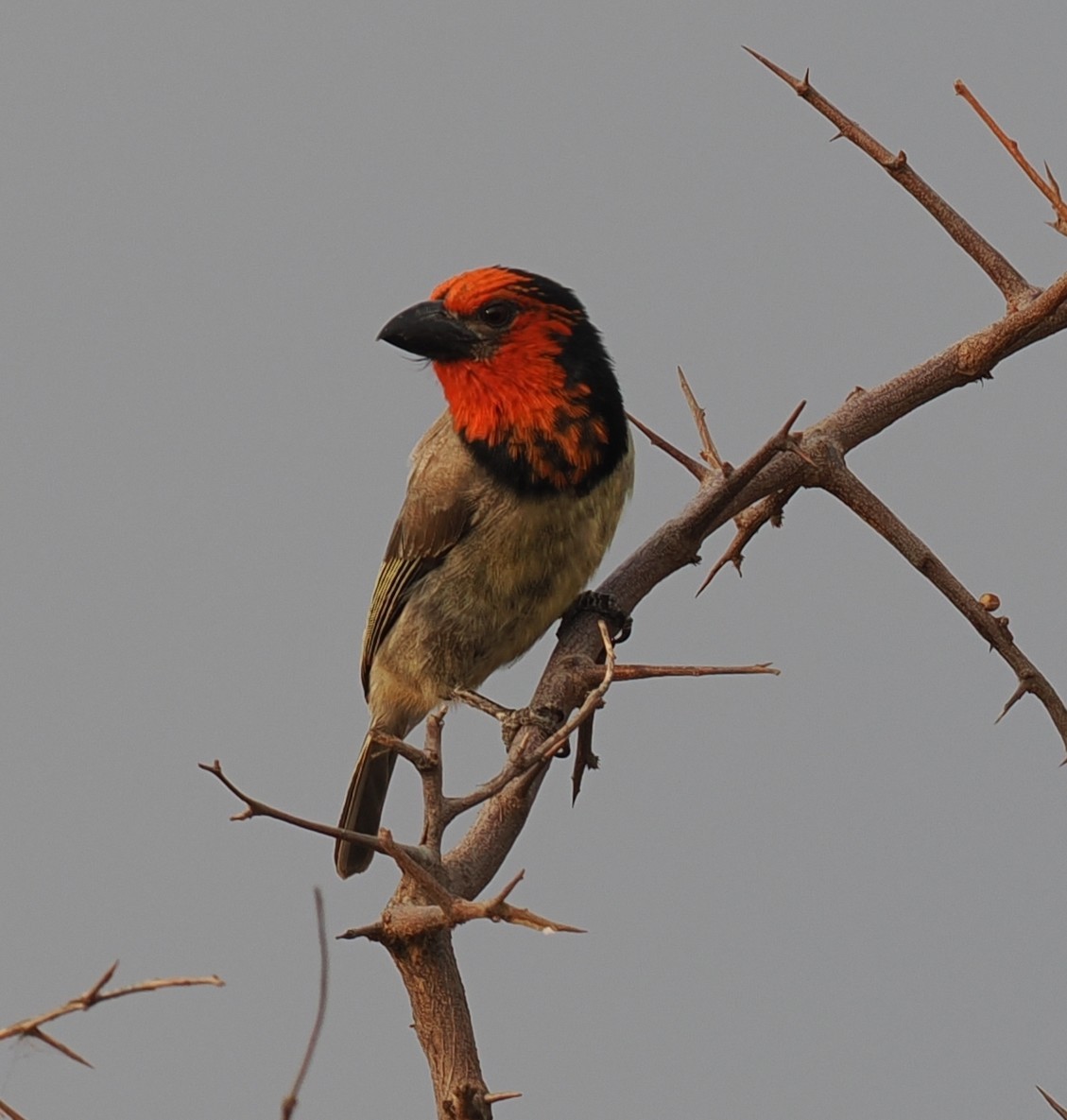 Black-collared Barbet - ML642597616
