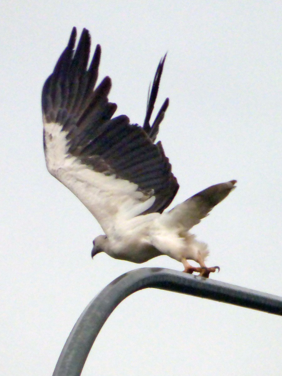 hvitbukhavørn - ML642597617