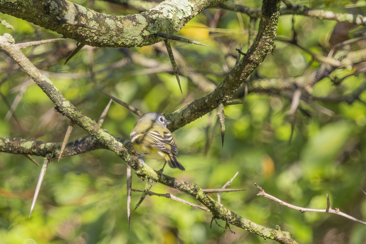 Blue-headed Vireo - ML642597623