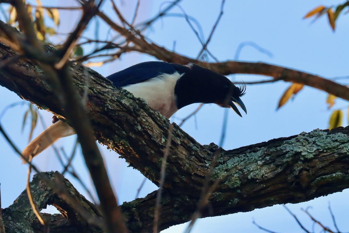 Curl-crested Jay - ML642597655