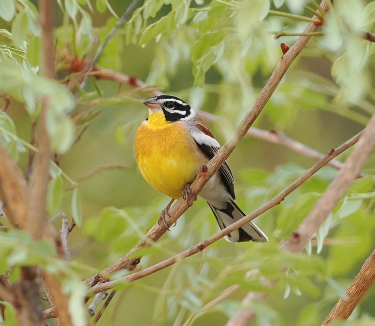 Golden-breasted Bunting - ML642597675
