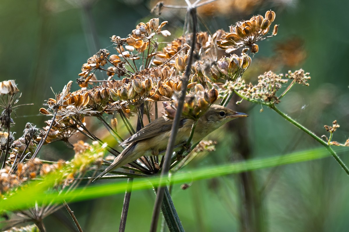 Common Reed Warbler - ML642597692