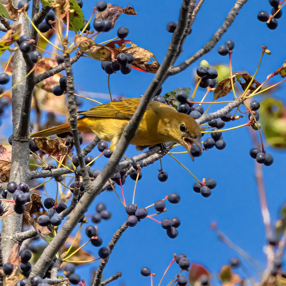 Summer Tanager - ML642597712