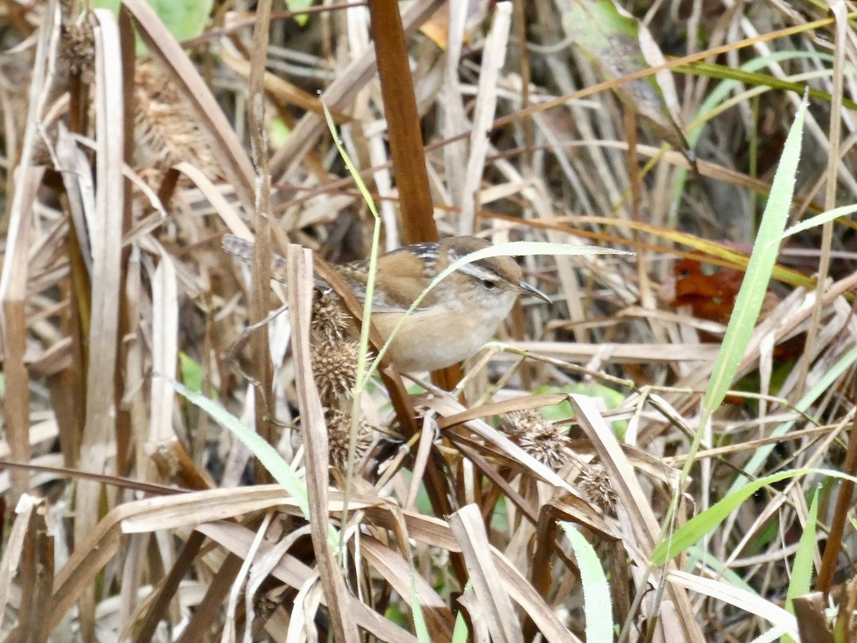 Marsh Wren - ML642597713
