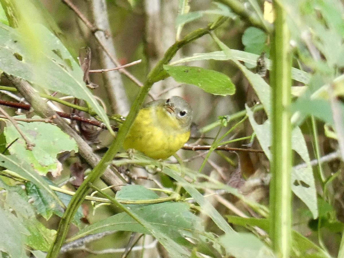 Magnolia Warbler - ML642597725