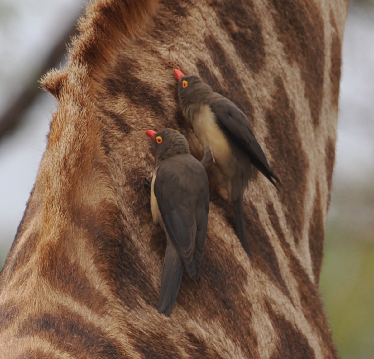 Red-billed Oxpecker - ML642597729