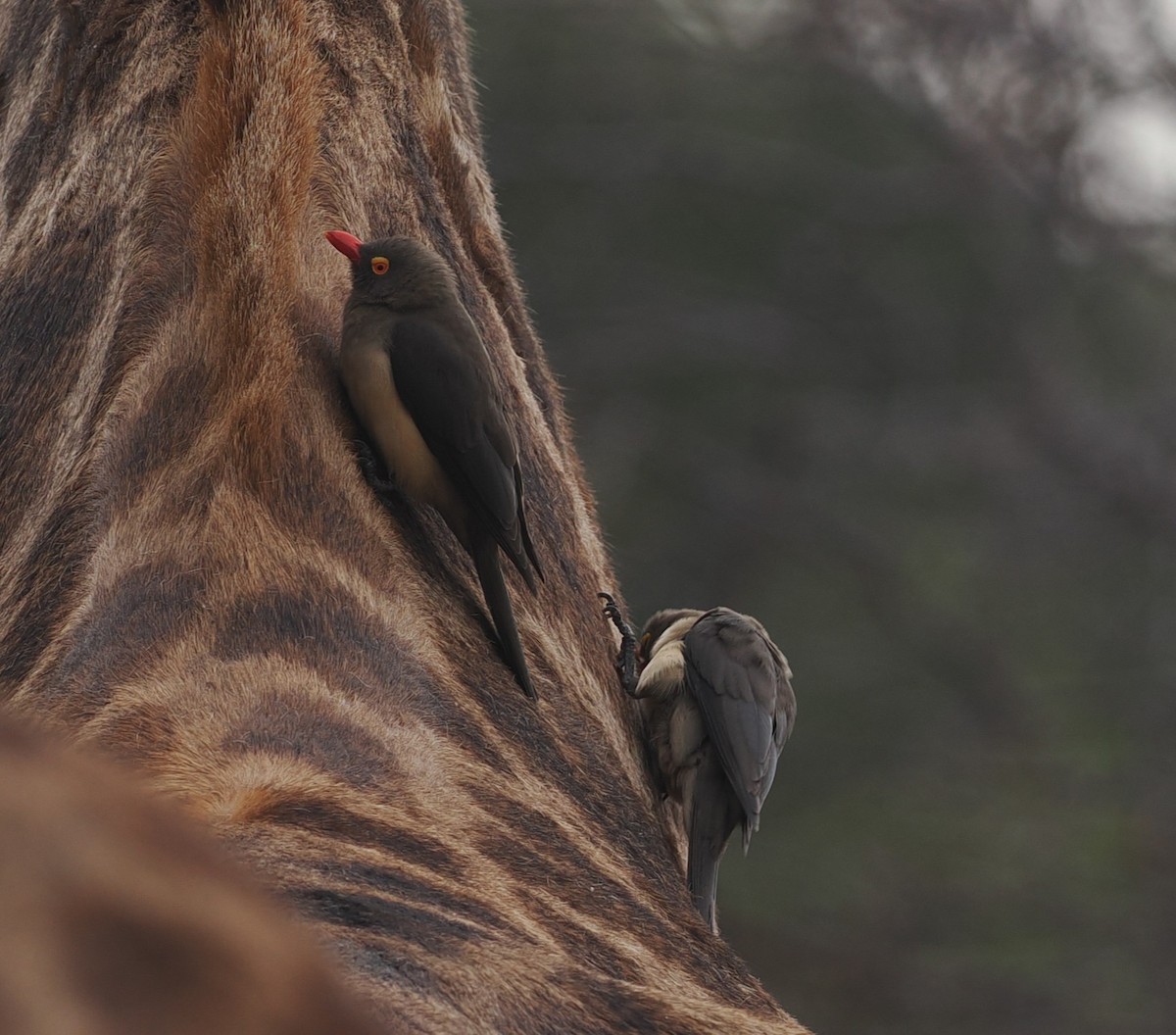 Red-billed Oxpecker - ML642597730